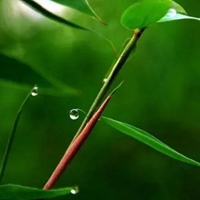 翠竹微信头像图片 绿色的翠竹头像