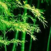 翠竹微信头像图片 绿色的翠竹头像