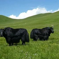 耗牛头像图片 西藏耗牛真实头像