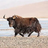 耗牛头像图片 西藏耗牛真实头像