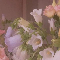 花盆里的鲜花图片头像 花盆鲜花唯美头像