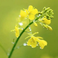 雨后空气清新的图片 下雨后格外清新空气图片