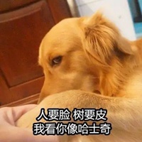 黄狗表情包