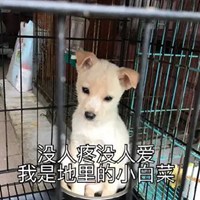 黄狗表情包