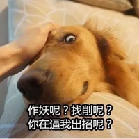 黄狗表情包