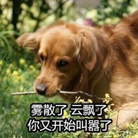 黄狗表情包