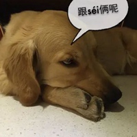 黄狗表情包