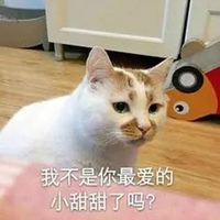 你在外面有猫了表情包