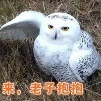 猫头鹰表情包