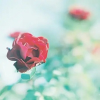 漂亮花朵图片头像 唯美最漂亮的花朵微信头像