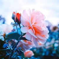 漂亮花朵图片头像 唯美最漂亮的花朵微信头像