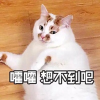 叫妈的猫咪表情包