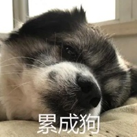 小狗表情包