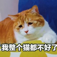 橘猫表情包妙啊高清