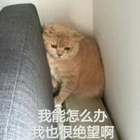 橘猫表情包妙啊高清