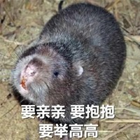 白竹鼠表情包