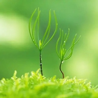 最好看的绿色微信头像 好看的绿色植物头像