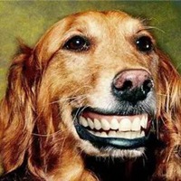 微笑狗头像 恐怖微笑狗头像