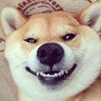 微笑狗头像 恐怖微笑狗头像