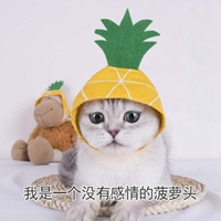 菠萝猫头像