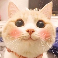 可爱大眼萌猫头像
