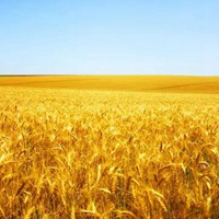 金黄色麦田风景头像