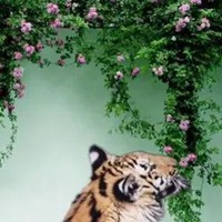 虎嗅蔷薇唯美图片 心有猛虎细嗅蔷薇图片
