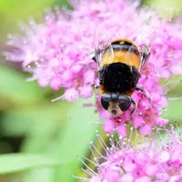 蜜蜂和花的微信头像