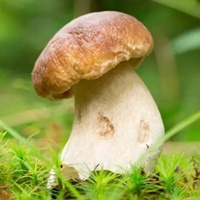 大头蘑菇图片