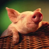 一只猪妖娆的侧躺着图片搞笑