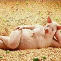 一只猪妖娆的侧躺着图片搞笑