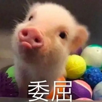 猪吃饭表情包