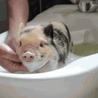 猪洗澡的表情包