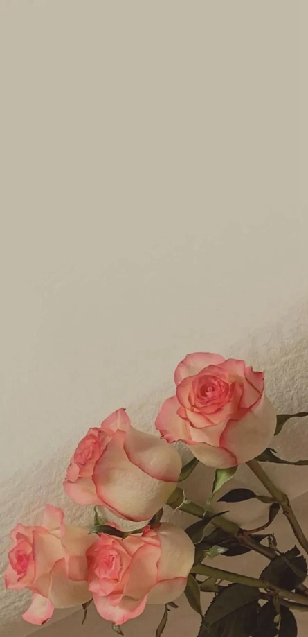 浪漫简单的单束鲜花壁纸图片