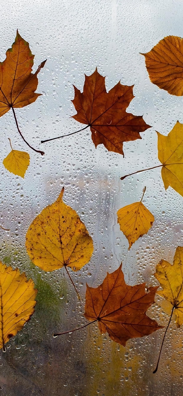 秋天风景壁纸，秋天的美，只可意会