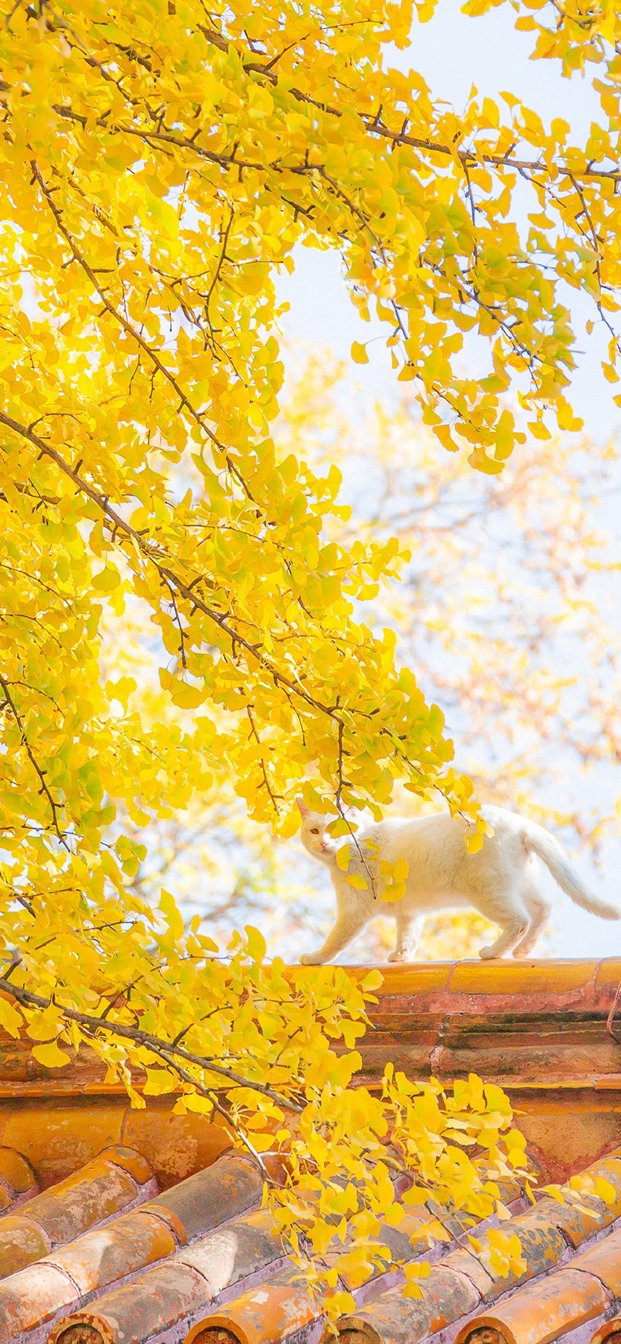 秋天风景壁纸，秋天的美，只可意会
