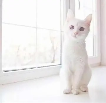 可爱的白猫头像