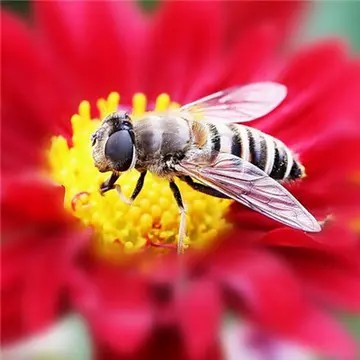唯美蜜蜂和花朵的微信头像