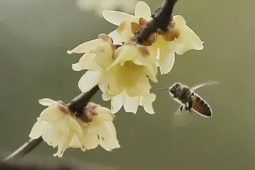 唯美蜜蜂和花朵的微信头像