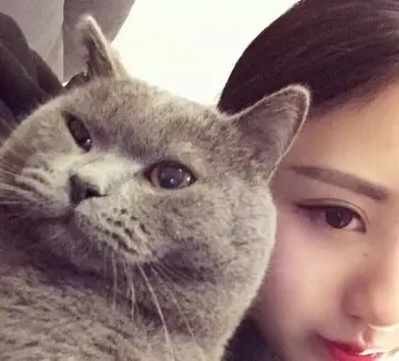 戴眼镜猫咪头像