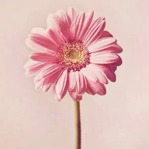 粉色太阳菊头像