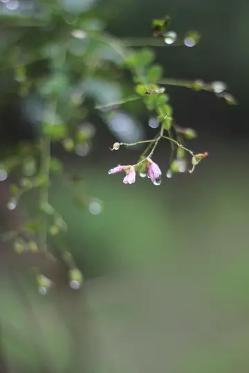 雨后的盛夏漫画头像