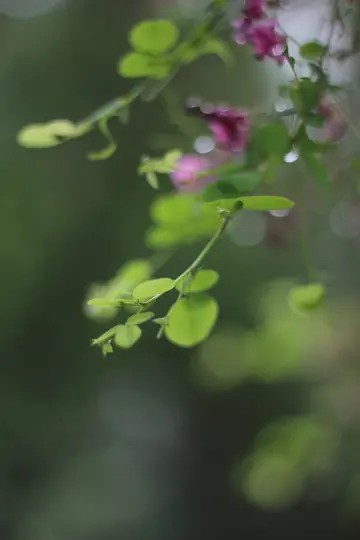 雨后的盛夏漫画头像