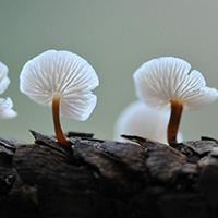 白色野生蘑菇 植物