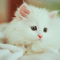 简约可爱的猫咪微信头像