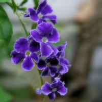 紫色的花朵微信头像