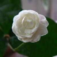 简单洁白的白色玫瑰花头像