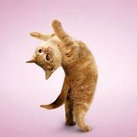 站立的猫咪超可爱超个性微信头像