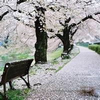 微信唯美浪漫樱花树林头像图片
