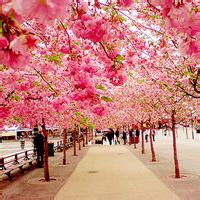 桃红色桃花盛开的浪漫街道风景微信头像